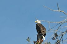 See Crystal River - National Wildlife Refuge Sightseeing Cruise