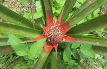 'Discover' Rarotonga Cycling Tour with Lunch