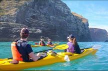 Akaroa Day Tour From Christchurch