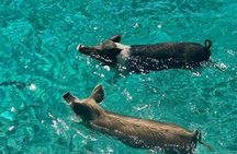  Rose Island Swimming Pigs 