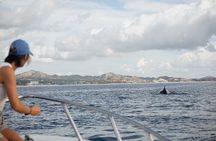 Whale Watching in San Jose del Cabo
