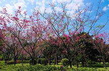 Taipei Timeout: Private 8-Hour Layover Adventures
