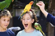 Maleny Botanic Gardens Bird Aviary Experience Ticket