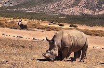Small Group Cape Town Big 5 Safaris to Aquila Game Reserve