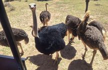 Cape Town Full Day Private Big 5 Safari at Aquila Game Reserve