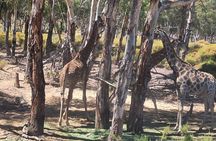 Big five Safari, Lunch with Tickets