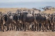 Half day guided tour in Nairobi National Park 