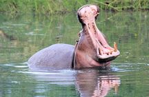 Half day guided tour in Nairobi National Park 
