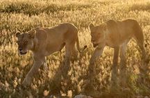 Half day guided tour in Nairobi National Park 