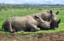 Nairobi's Wild Safari, Elephant Orphanage & Giraffe Centre 