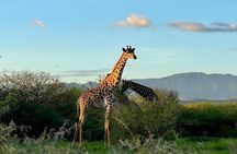 Private Walking Tour with Giraffes