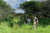 Private Walking Tour with Giraffes