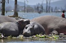 2 Day Tour Hells Gate, Lake Naivasha & Lake Nakuru from Nairobi