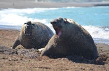 Peninsula Valdés Excursion with Whale Watching Included
