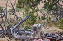Private Yellowstone Wildlife Tours & Photo Safaris - Half Day 