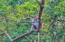 Sanjay Gandhi National Park and Kanheri Caves Day Private Tour