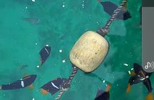 All-inclusive Colomitos cruise and Animas beach snorkeling 