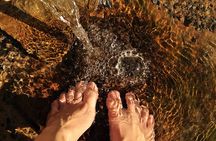 Combination: Argyle Waterfall & Tropical Garden with Hummingbirds