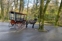 1 Hour Guided Carriage Tour in Killarney National Park
