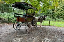 1 Hour Guided Carriage Tour in Killarney National Park