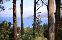 Tasman Peninsula Small-Group Eco Tour from Hobart