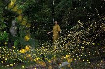 Iriomote Island Yaeyama Firefly Guided Night Tour March to May