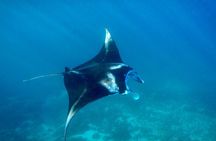 Full Day Land and Sea Tour to Nusa Penida with 4 Snorkeling Spots