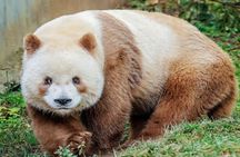 Private Half-Day Tour of Xi'an Panda Animal Protection Park