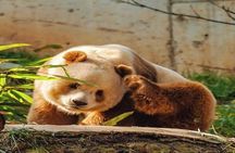 Private Half-Day Tour of Xi'an Panda Animal Protection Park