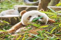 Private Half-Day Tour of Xi'an Panda Animal Protection Park