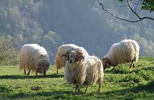 Discover the Art of Idiazabal Cheese in the Basque Country