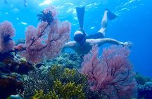 Snorkeling in Menjangan Island with Pickup and Lunch