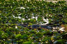VIP Private Airboat Tour near Orlando