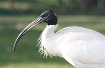 Sultanpur Bird Sanctuary Tour Near Delhi