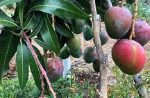Regenerative Mango and Tropical Fruit Tour in West Maui 