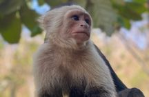 Monkey, Crocodile, Sloths & Beach Experience