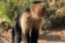 Monkey, Crocodile, Sloths & Beach Experience