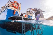 2-Tank Dive Featuring the Molokini Crater