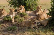 Full Day Tour Nairobi National Park, Giraffe Center ,Karen Blixen