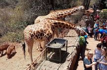 Full Day Tour Nairobi National Park, Giraffe Center ,Karen Blixen