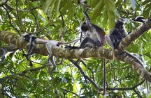 Zanzibar Private Tour National Park Jozani forest and Spice farm 