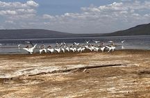 Day Safari at Nakuru National Park