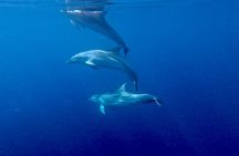 8 Hours Excursion in the Gulf of Olbia with aperitif+lunch included