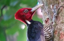 Curicancha Birdwatching Tour 