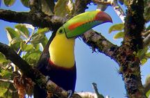 Curicancha Birdwatching Tour 
