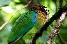 Curicancha Birdwatching Tour 