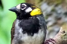 Curicancha Birdwatching Tour 