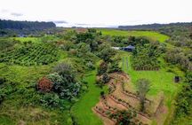 Craft Chocolate Tasting and Farm Experience on the Big Island
