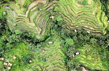 Best of Ubud Village Tour with Jungle Swing - Most Instagram Site