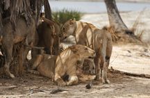 Nyerere National Parks : 4-Day Safari Adventure